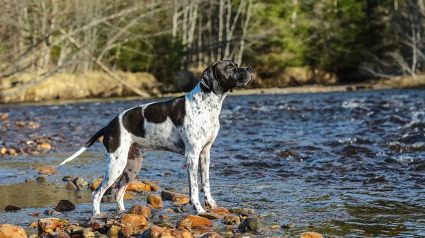 Dog english pointer relaxing in the water