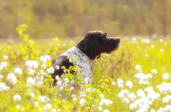 Hond Engelse aanwijzer — Stockfoto