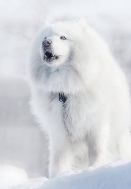 Samoyed dog 