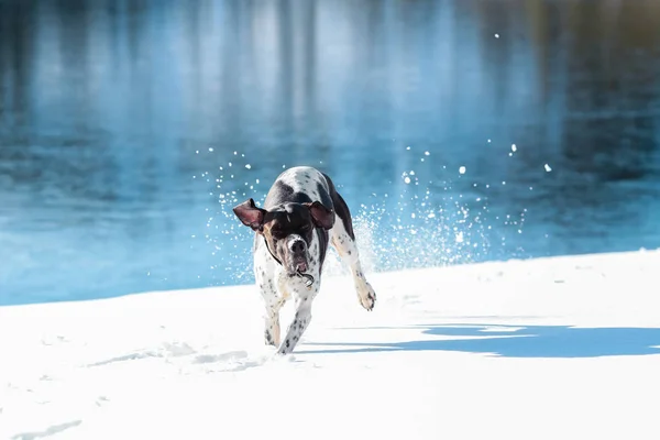 Hund englischer Zeiger — Stockfoto