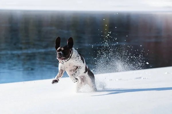 Köpek İngilizce işaretçi — Stok fotoğraf