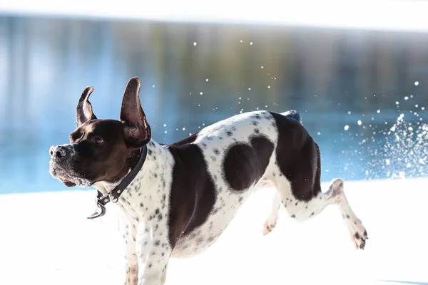 Hund englischer Zeiger — Stockfoto