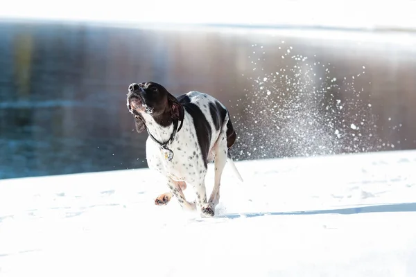 Hund englischer Zeiger — Stockfoto