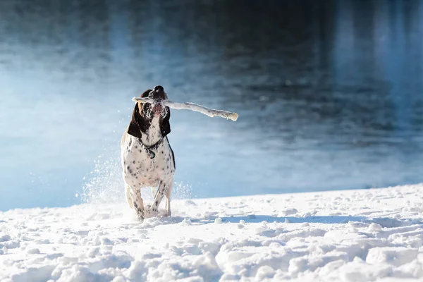 Hund englischer Zeiger — Stockfoto