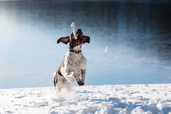 Hund engelska pointer — Stockfoto