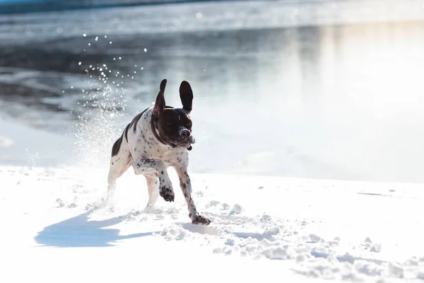 Köpek İngilizce işaretçi — Stok fotoğraf