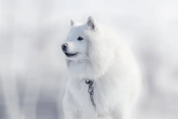 Собака samoyed — стокове фото