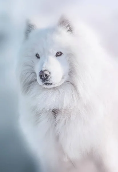 Samoyed собака — стокове фото