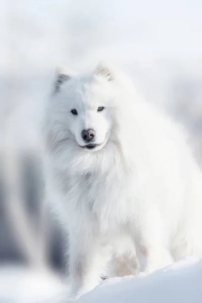 Hund samojed — Stockfoto