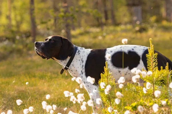 Dog angielski wskaźnik — Zdjęcie stockowe