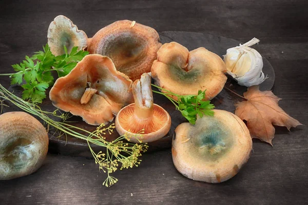 Pilz lactarius deliciosus — Stockfoto