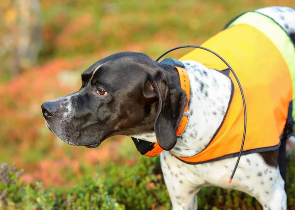 Köpek İngilizce işaretçi 