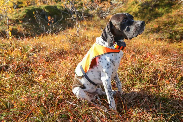 Köpek İngilizce işaretçi 