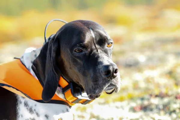 Köpek İngilizce işaretçi 