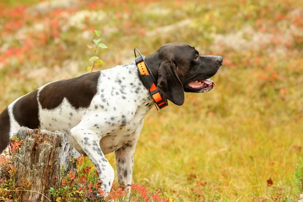 犬英語のポインター — ストック写真