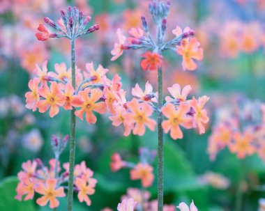 Çiçek Primula aurantiaca 