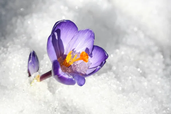 Kar çiçek Crocus 