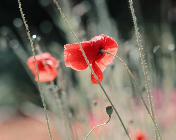 Amapola roja — Foto de Stock