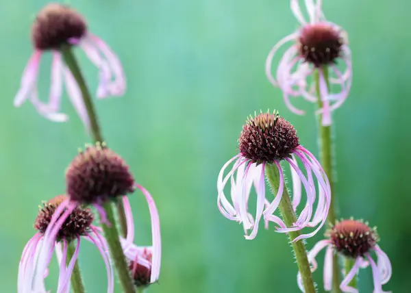 Flower Rudbeckia — Stock Photo, Image
