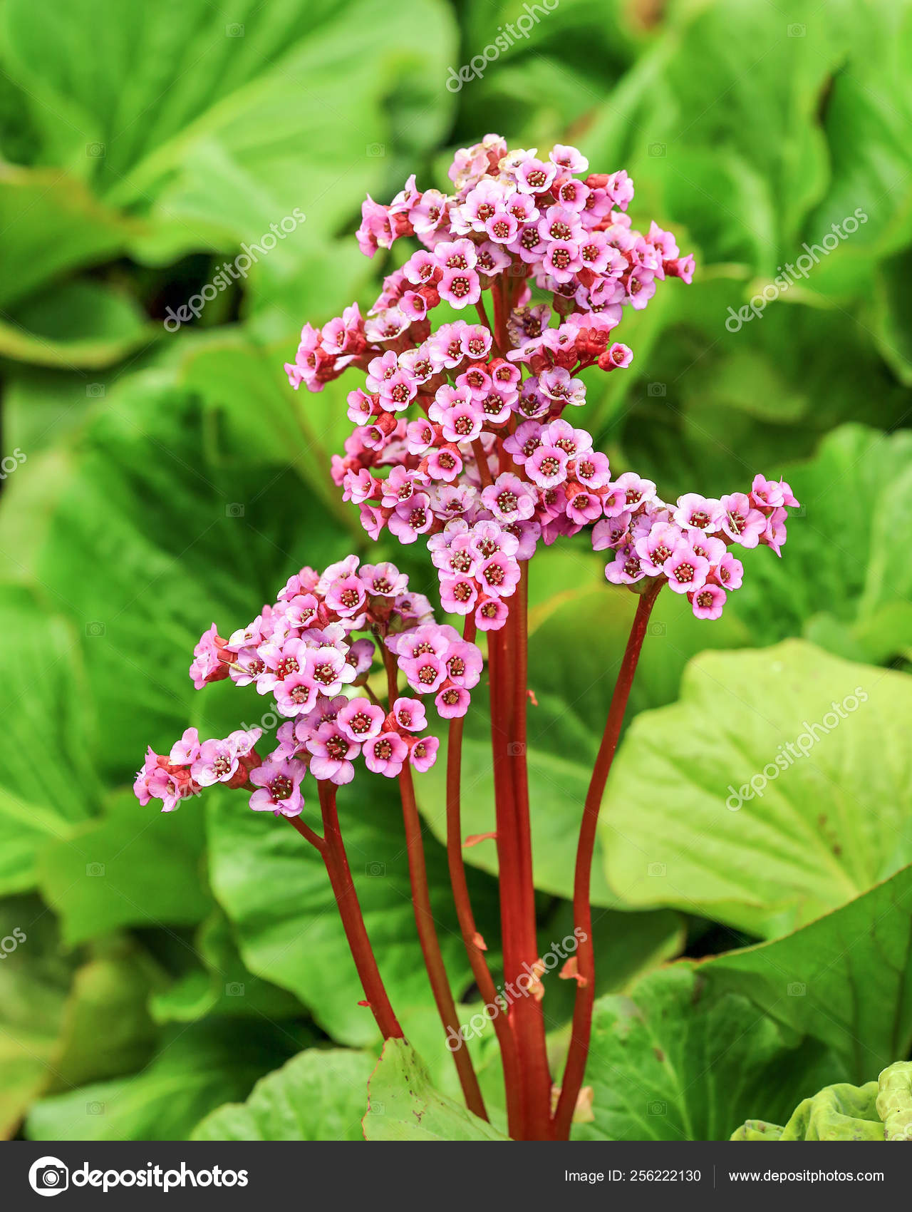 Bergenia Cordifolia Flower Stock Photo By C Liramaigums 256222130