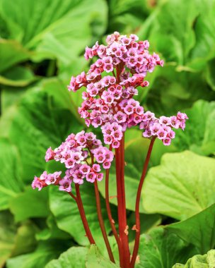 Bergenia cordifolia çiçek 