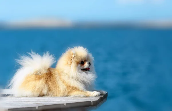 Pies pomorskim — Zdjęcie stockowe
