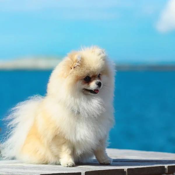 Cane pomerania — Foto Stock