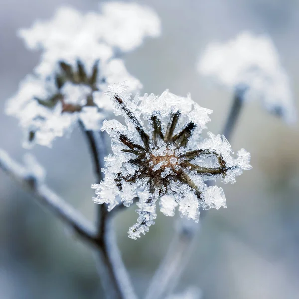 Fleurs congelées — Photo