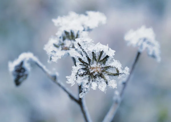 Fleurs congelées — Photo