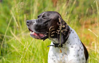 Köpek İngilizce işaretçi 