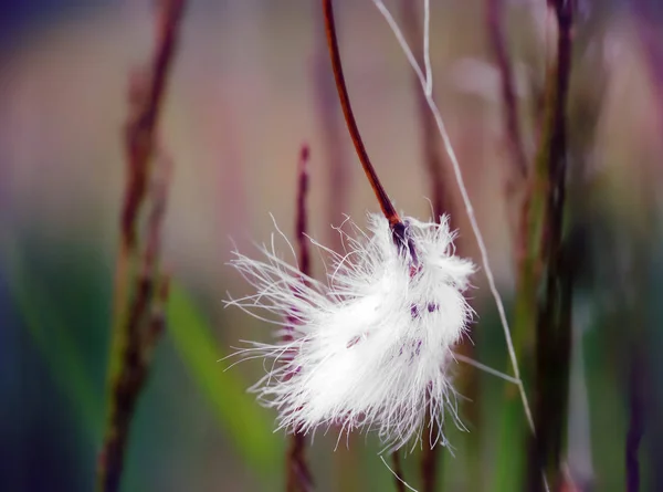 Herbe de coton — Photo