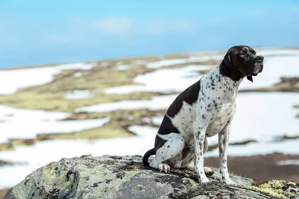Собака в горах — стоковое фото