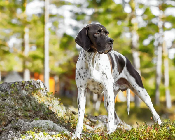 Cão Caça Cutucando Nas Montanhas — Fotografia de Stock