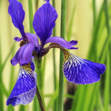 Iris