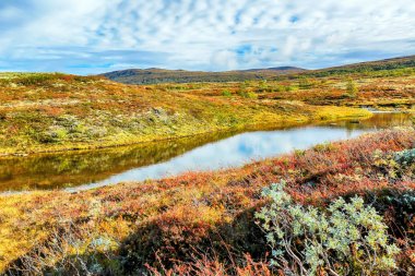 Forollhogna Ulusal Parkı, Norveç 