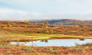 Forollhogna Ulusal Parkı, Norveç 