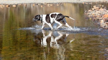 Köpek İngilizce işaretçi 
