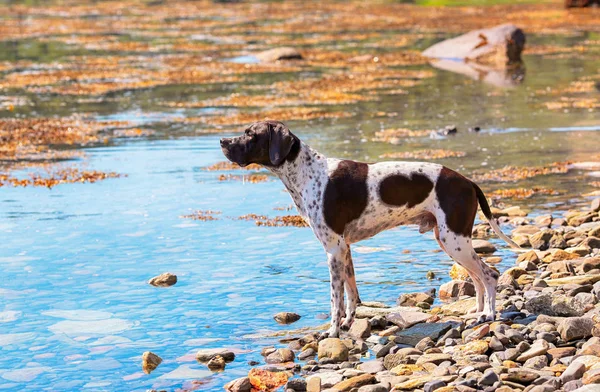 Hond Engelse aanwijzer — Stockfoto