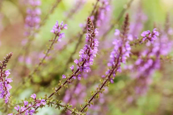 Blomma salvia — Stockfoto