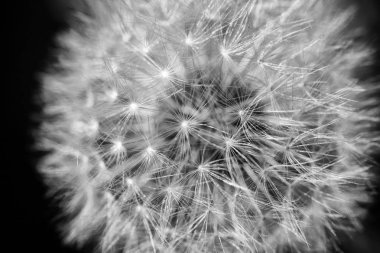 Çiçek Karahindiba bahçede çiçeklenme, makro, closeup 