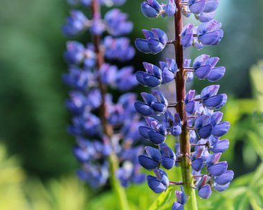 çiçek Lupinus Polyphyllus 