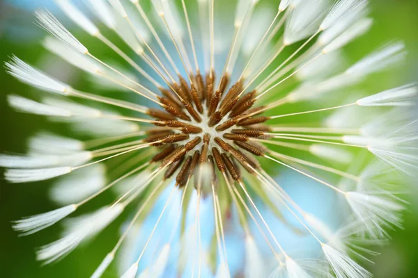 Flor Dandelion Florescendo Jardim Macro Close — Fotografia de Stock