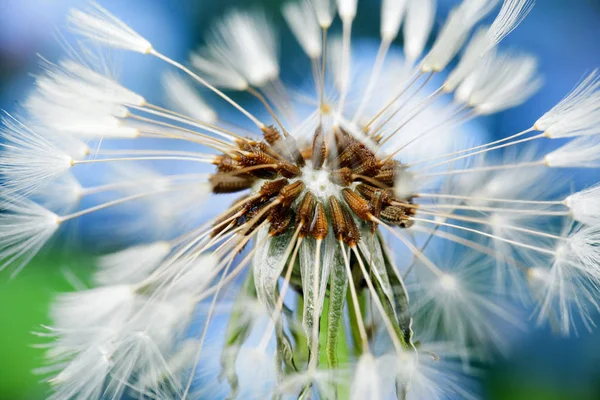 Çiçek Karahindiba bahçede çiçeklenme, makro, closeup 