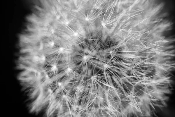 Çiçek Karahindiba bahçede çiçeklenme, makro, closeup 