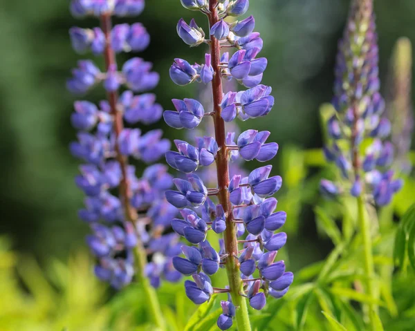 çiçek Lupinus Polyphyllus  