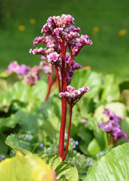 Flor Bergenia Cordifolia — Foto de Stock