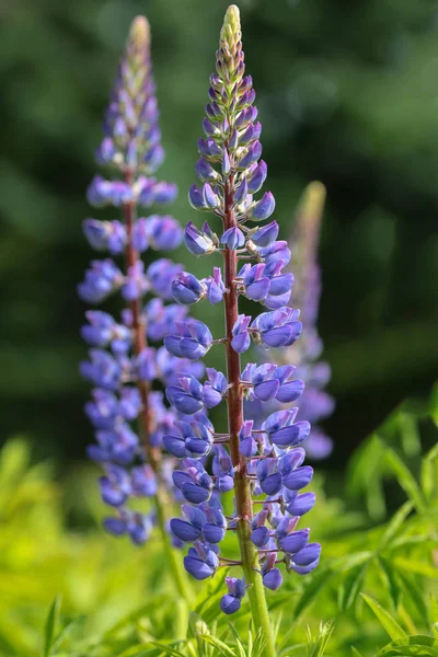 Flor Lupinus Polyphyllus — Fotografia de Stock