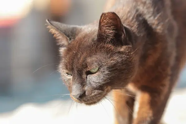 罗得岛街头猫 — 图库照片