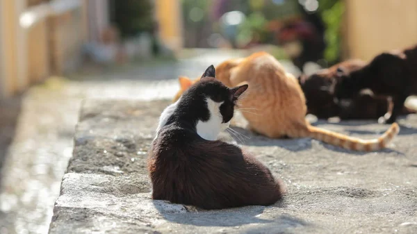 태양을 즐기는 거리 고양이, 로도스, 그리스 — 스톡 사진