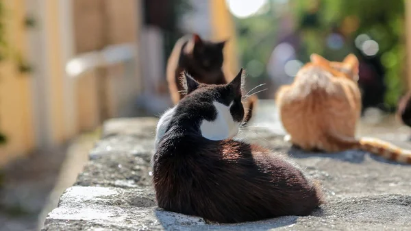 日当たりの良い石の上の猫 — ストック写真